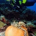anemonefish_pink_lk_v_0705_png1187.jpg